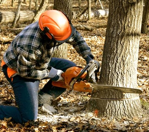 Tree Removal in Robbins, NC